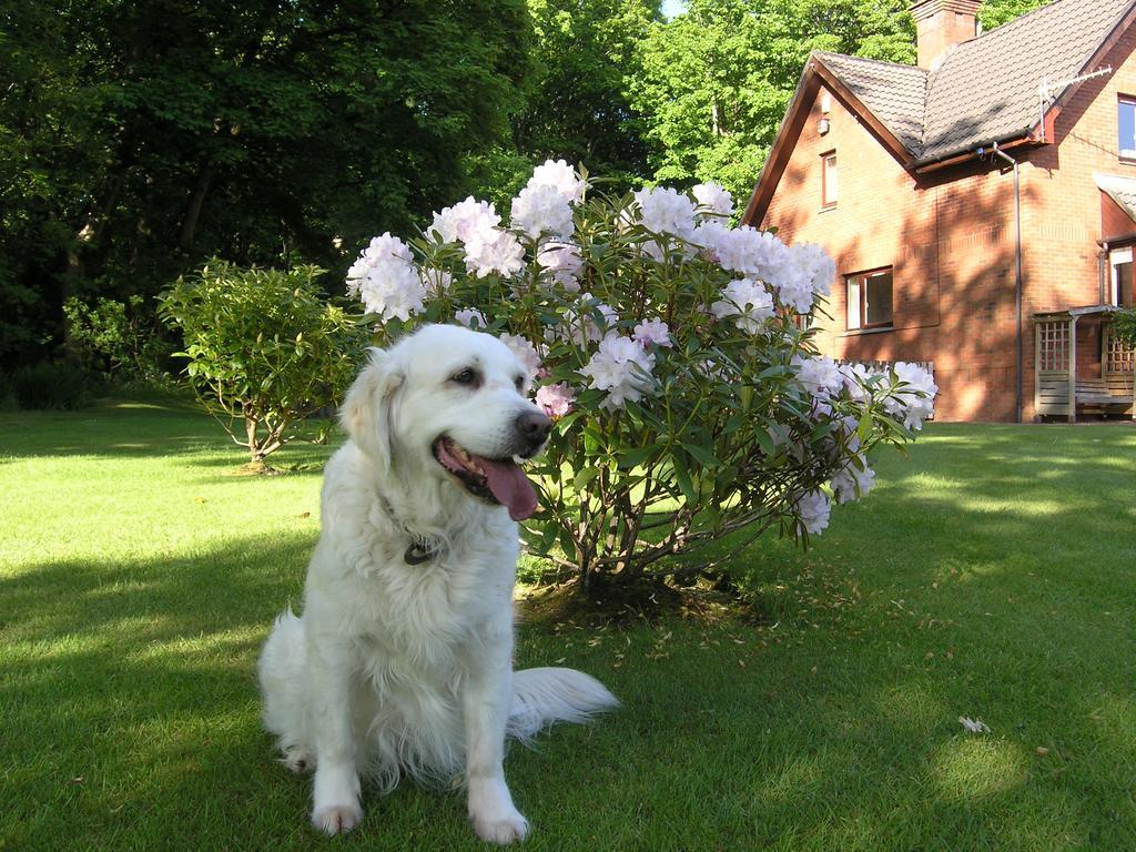 Whistlers Dell B&B Rhu Eksteriør billede
